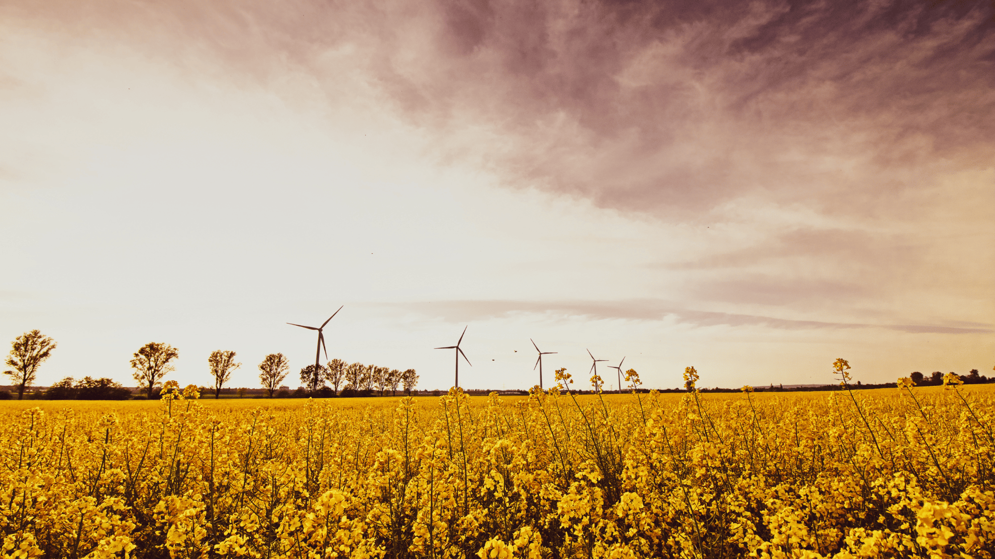 Wie werden Biokraftstoffe hergestellt? Wofür werden sie verwendet? Und sind sie zuverlässig?