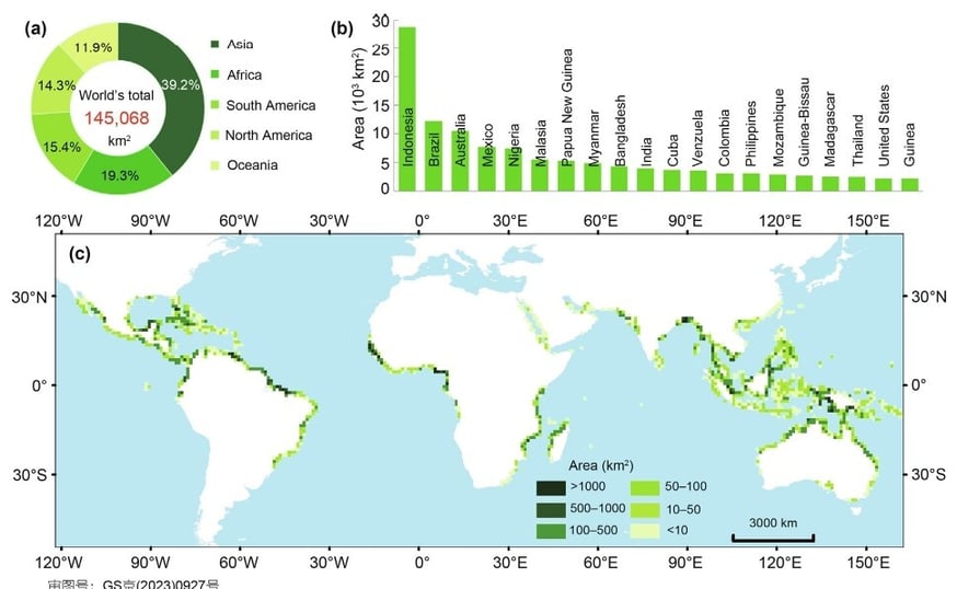 mangrove forest carbon credit