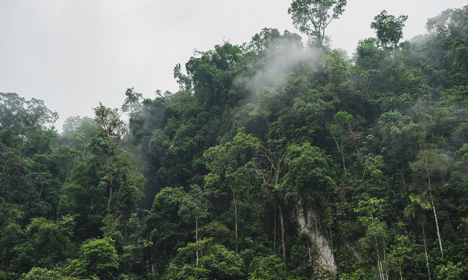 what are carbon credits