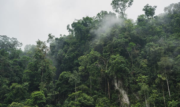 what are carbon credits