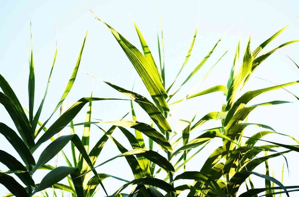 feedstocks & biofuels