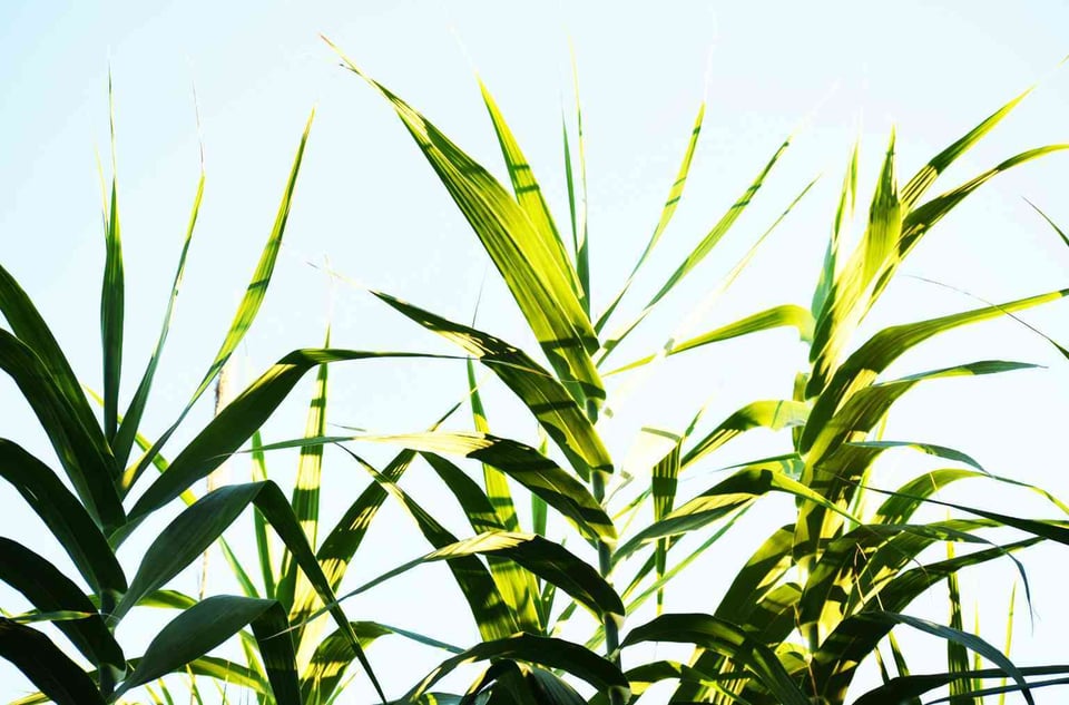 feedstocks & biofuels
